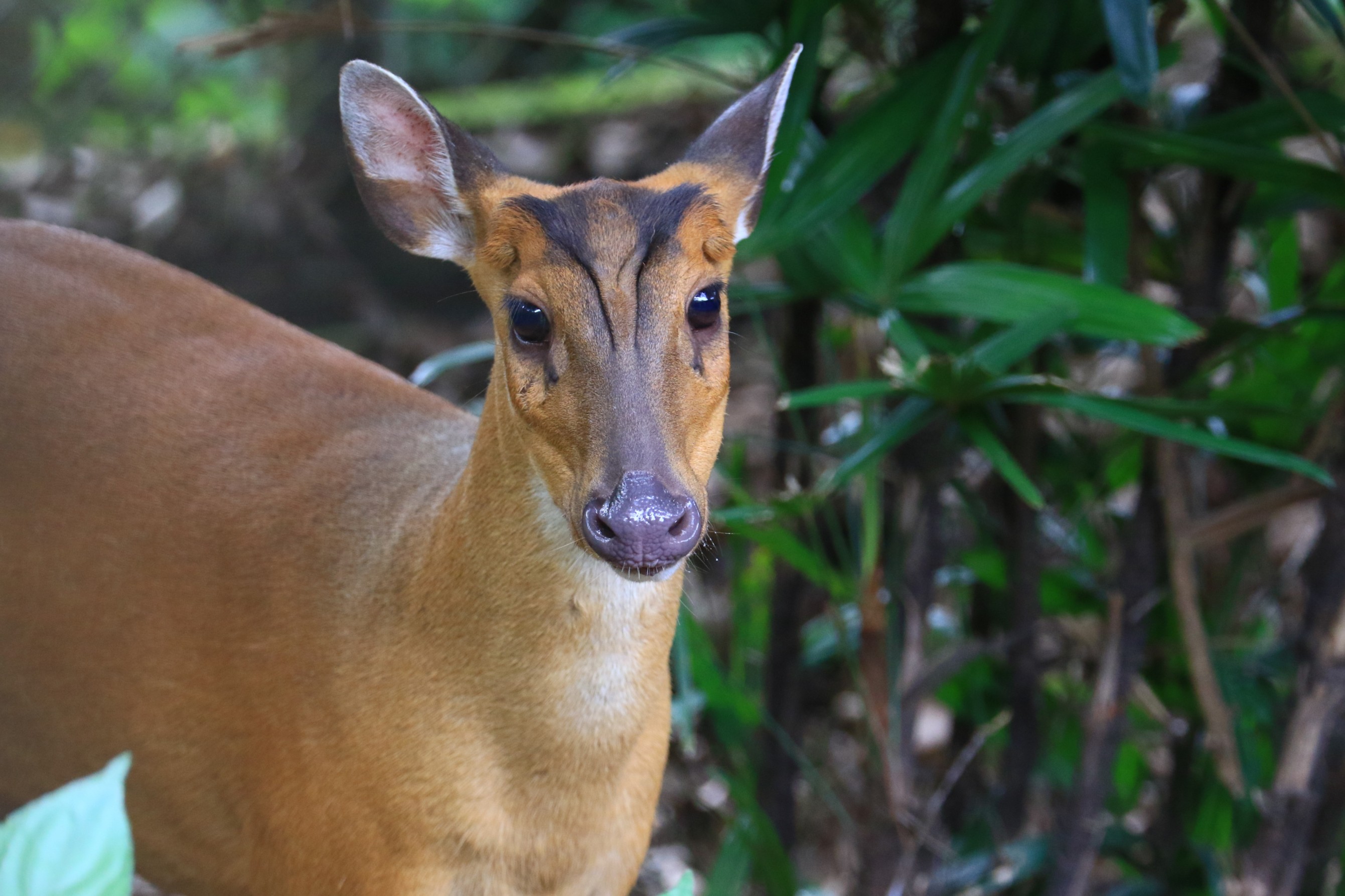 What Noise Does A Muntjac Deer Make